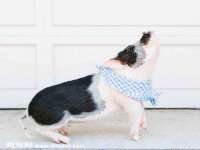 淮安风之帆网络科技有限公司